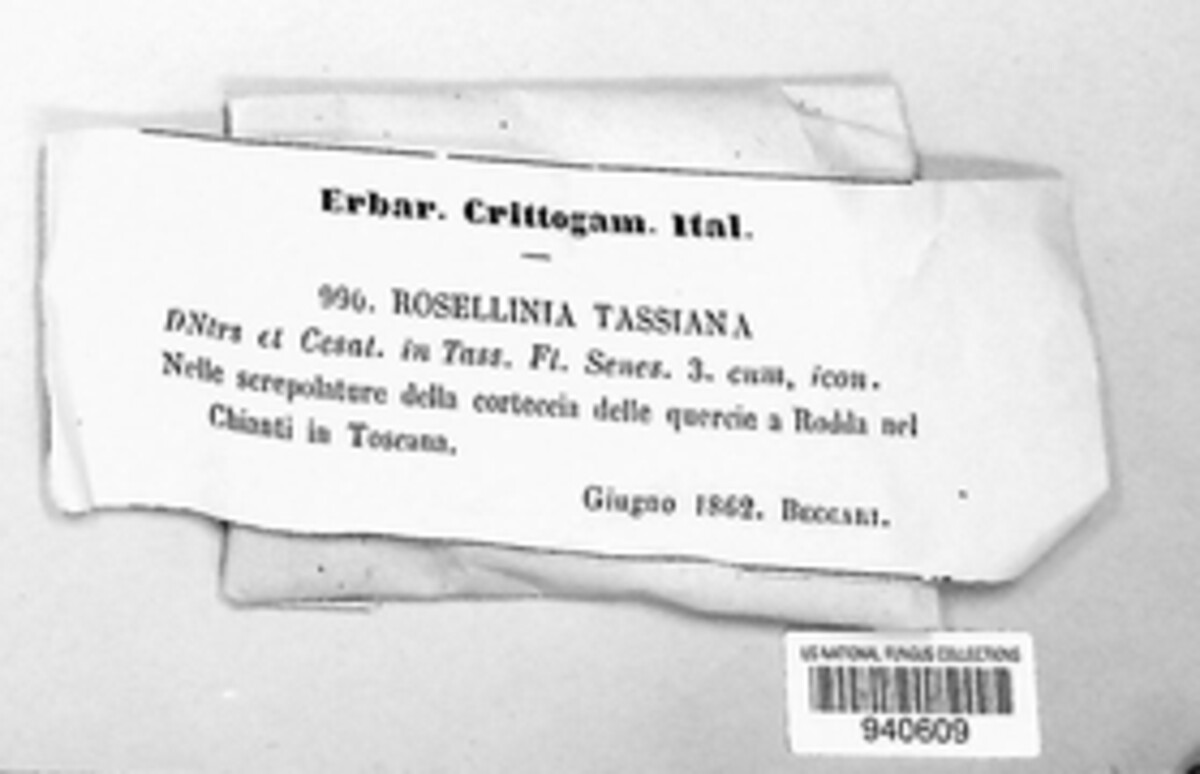 Rosellinia tassiana image